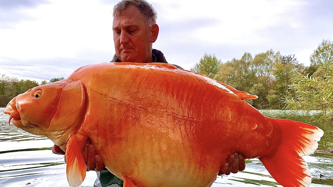 英國一名男子日前釣起重約30公斤的超大尾金魚。（圖／翻攝自臉書粉專Bluewater Lakes）