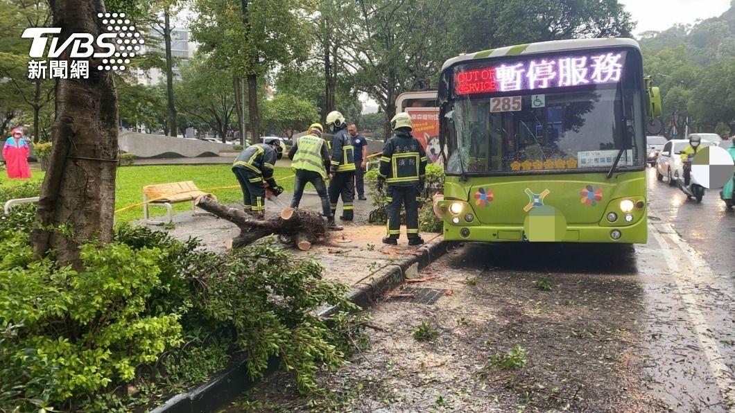 公車將路樹撞倒。（圖／TVBS）