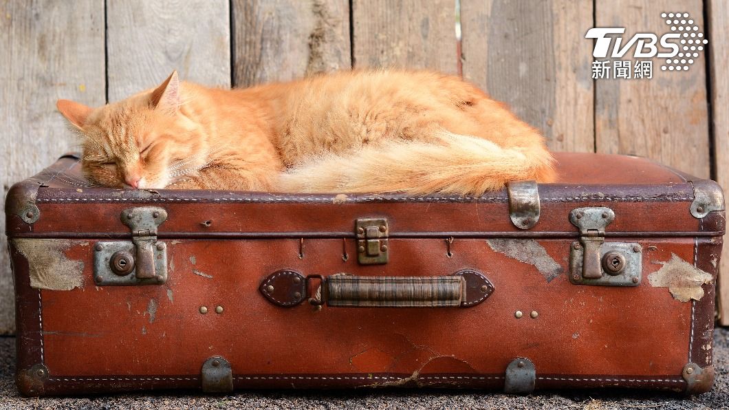 美國甘迺迪機場人員發現行李箱中藏著不尋常的「貓狀物體」，打開發現竟真是一隻活貓，嚇壞眾人。（示意圖／shutterstock 達志影像）
