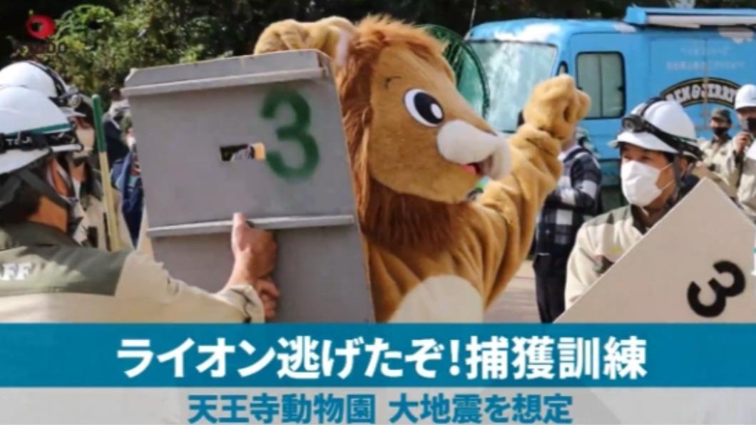大阪天王寺動物園有隻超Q的獅子參與地震演習。（圖／翻攝自共同社YouTube）