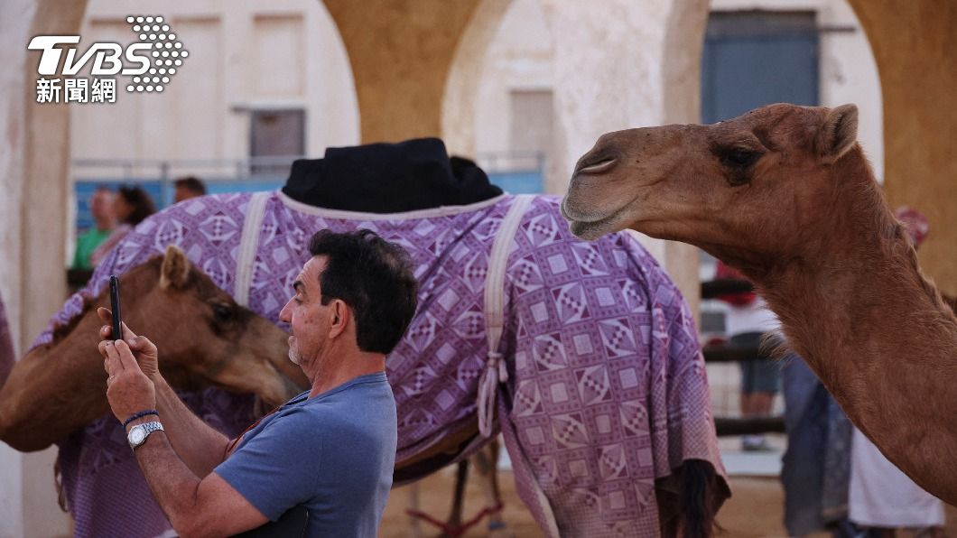 世衛專家警告，前往卡達觀看世足賽時，務必小心在中東地區流行的駱駝流感。（圖／達志影像路透社）