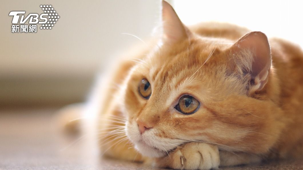 日本一家寵物保險公司針對7萬多隻有公有母的貓咪進行了菜市場名調查。（示意圖／shutterstock 達志影像）