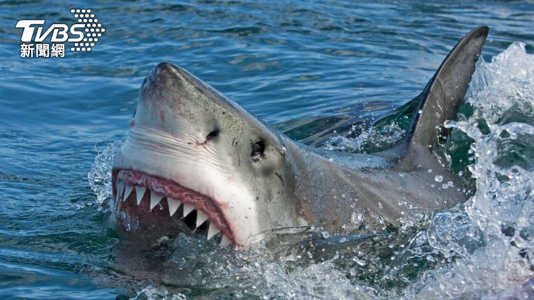 野生動物峰會通過保護多種鯊魚，減少魚翅貿易。（示意圖／shutterstock達志影像）