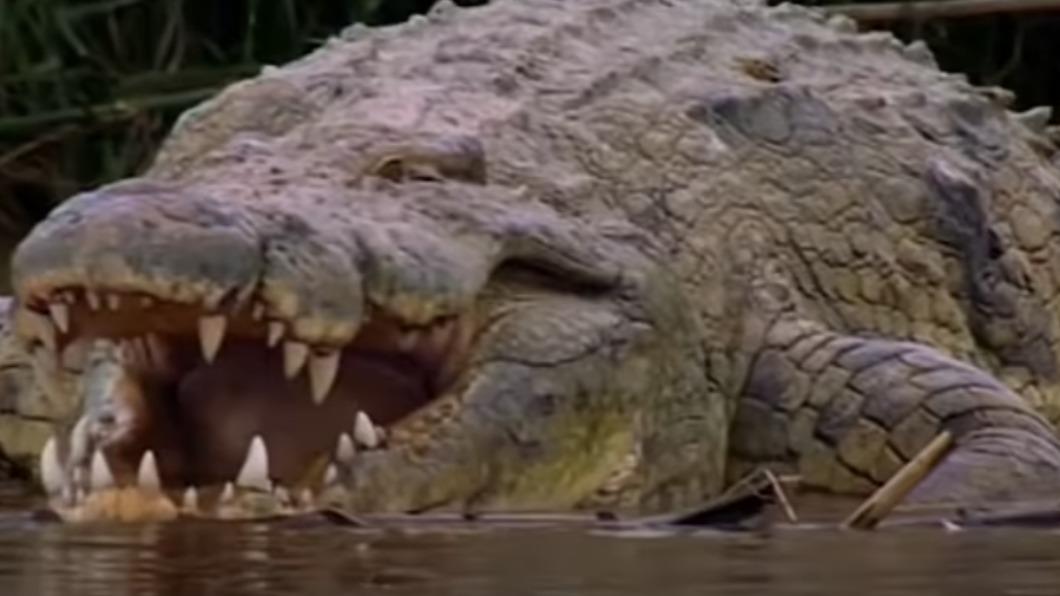 東非蒲隆地（Burundi）的坦噶尼喀湖（Lake Tanganyika），裡頭藏著一隻6公尺長的尼羅鱷（Nile Crocodile）。（圖／翻攝自《每日郵報》）