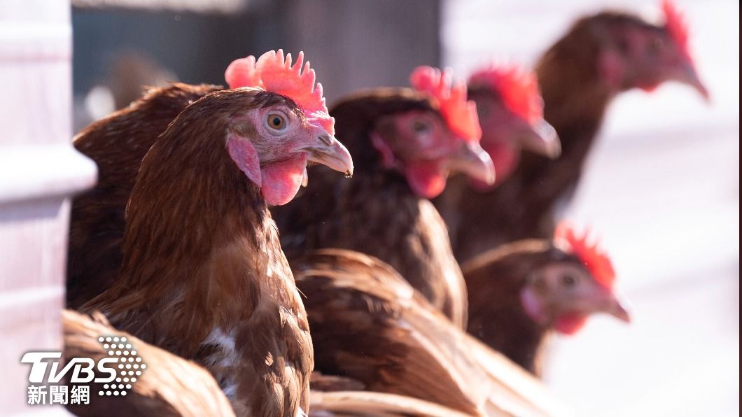 禽流感病毒肆虐美國，光是2022一年、就有5054萬隻鳥禽染病死亡。（圖/達志影像美聯社）