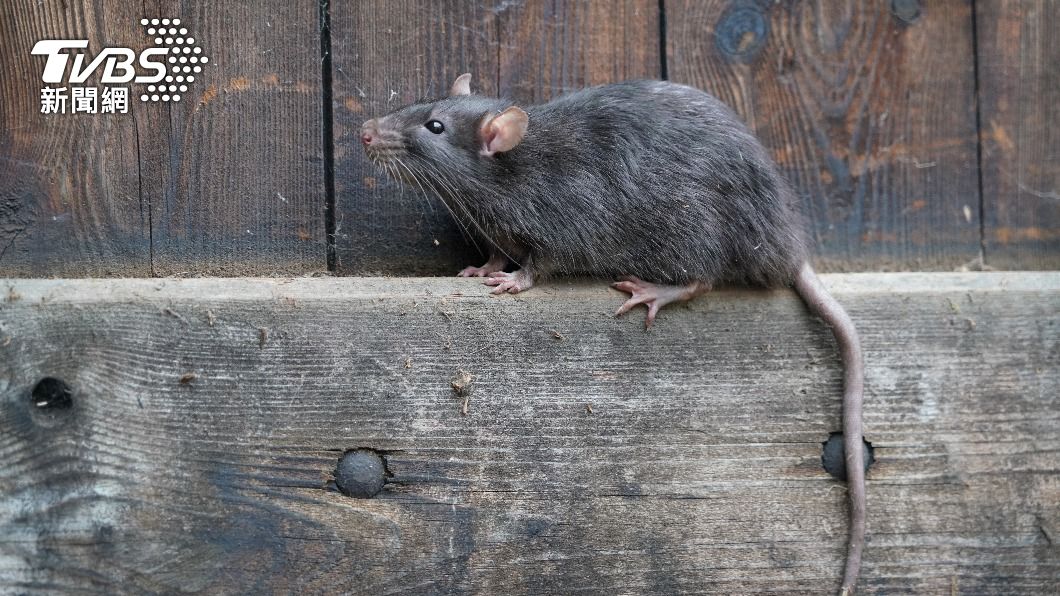 紐約市內粗略估計約有200萬隻老鼠，居民深受其擾。（示意圖／shutterstock 達志影像）