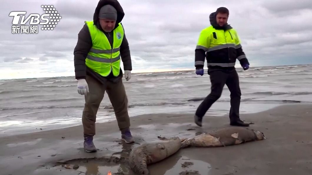 俄國裏海沿岸發現大約2500頭海豹的屍體。（圖／達志影像美聯社）