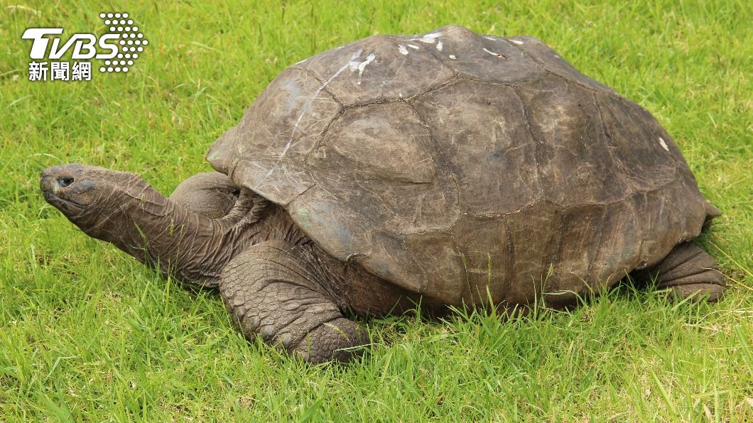 全球最高齡陸龜「強納森」慶祝官方訂定的190歲大壽。（圖／shutterstock達志影像）
