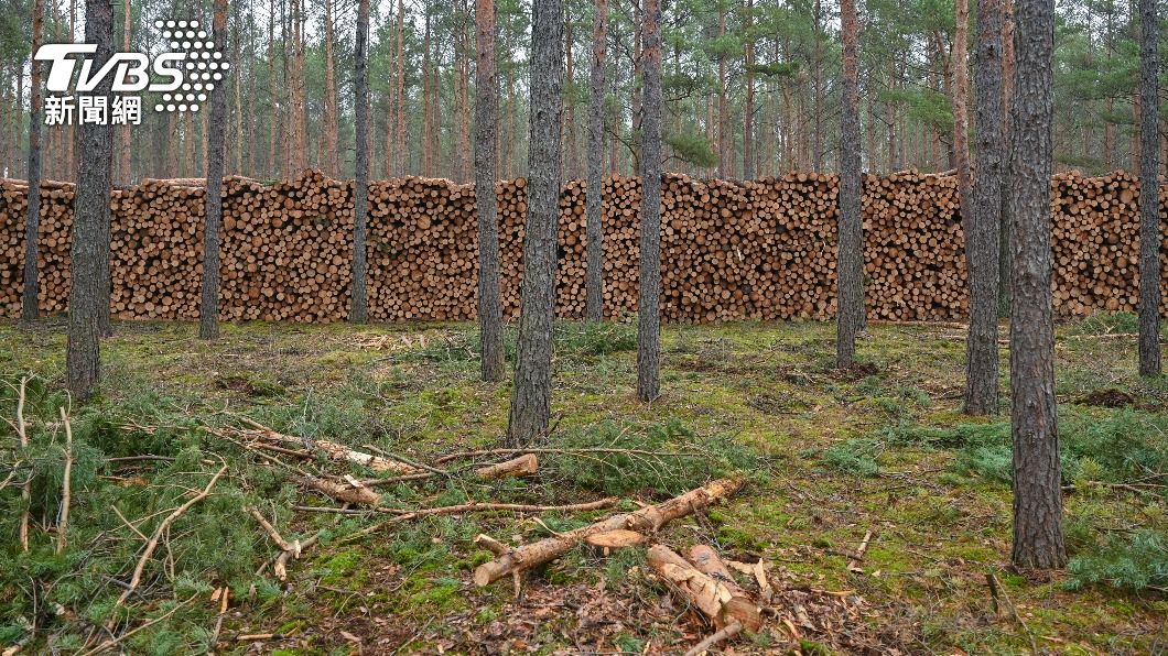 歐盟禁止進口助長森林砍伐相關產品。（圖／達志影像美聯社）