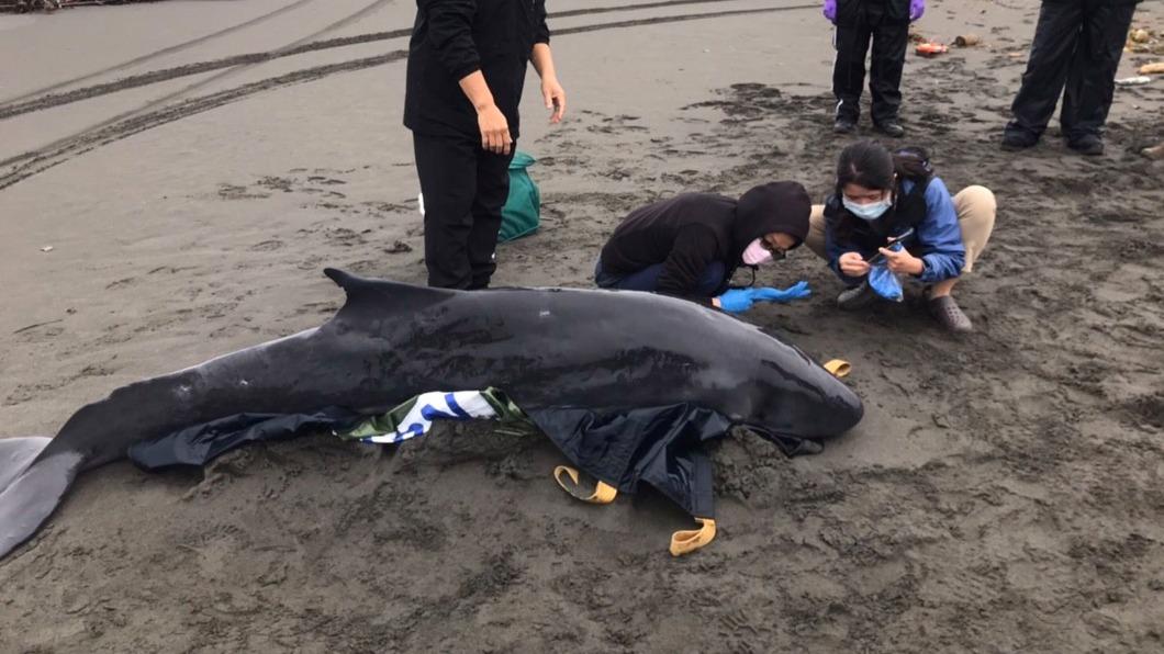 體長2.68公尺的侏儒抹香鯨擱淺。（圖／宜蘭縣政府提供）