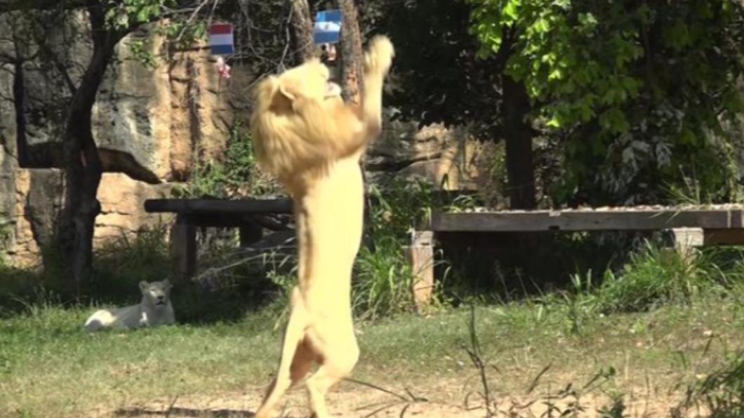 泰國驚現靈媒獅。（圖／翻攝自MIRROR）