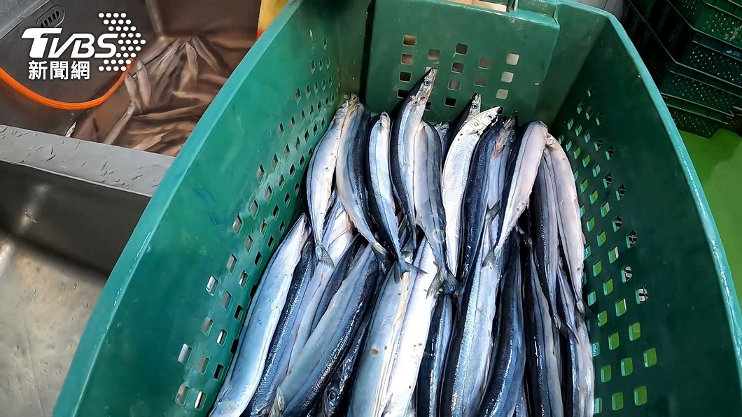 北海道秋刀魚首賣競標，史上第三高價。（示意圖／TVBS資料畫面）