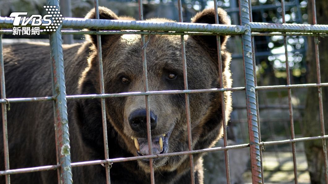 韓國驚傳有３隻熊逃出養殖場。（示意圖／shutterstock 達志影像）
