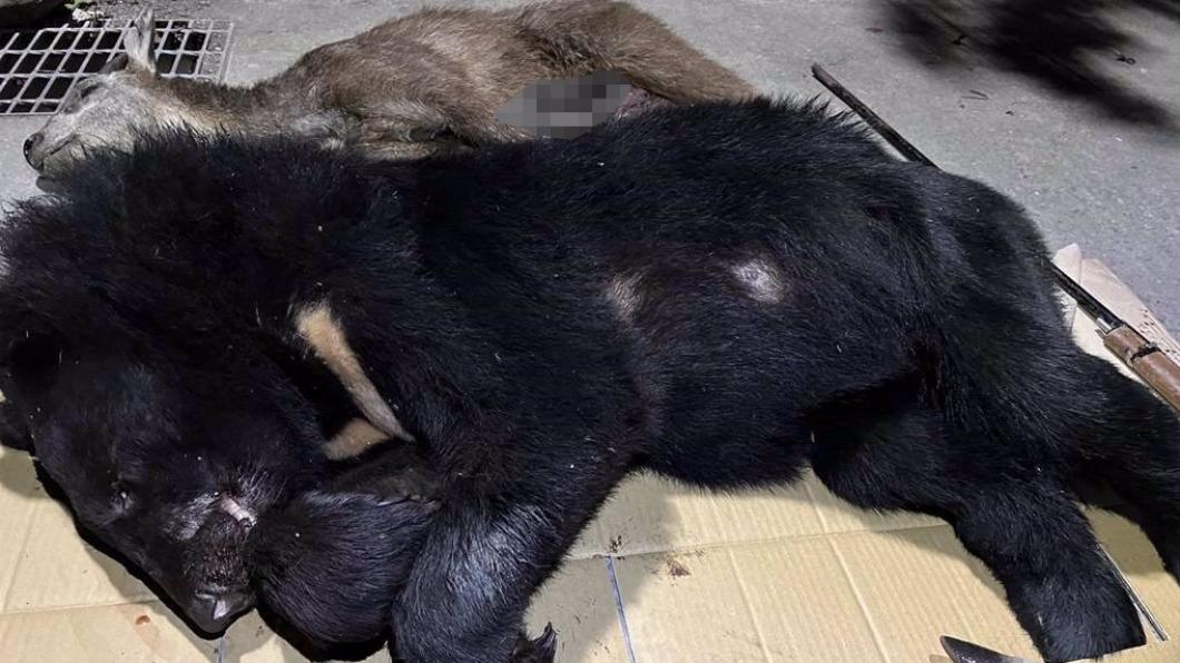 台灣黑熊遭男子獵殺。（圖／屏東地檢署提供)