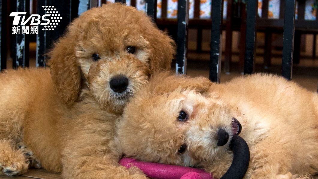 紐約州的寵物店將被禁止出售狗、貓等動物。（圖／達志影像美聯社）