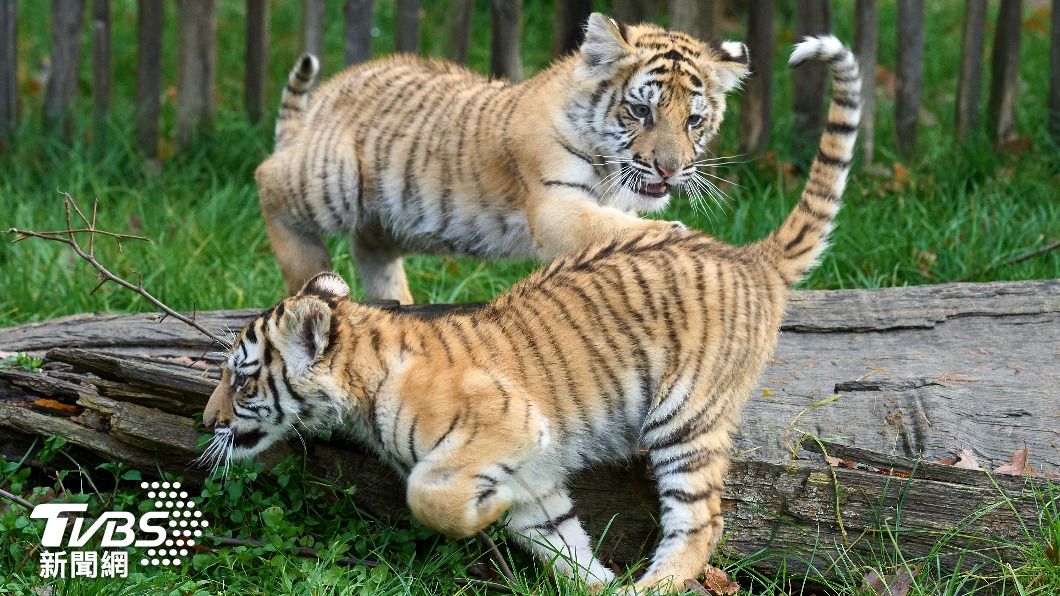 美國立法保護大型貓科動物的權益，全面禁止私人飼養。（圖／達志影像美聯社）