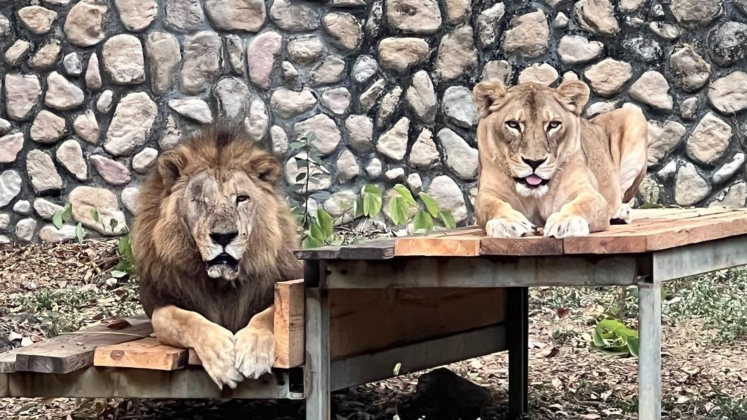 壽山動物園內20歲非洲獅「二哥」（左）。（圖／高雄市觀光局提供）