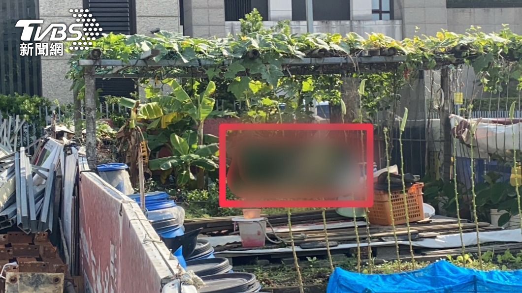 民眾巡視菜園時赫見街友陳屍在香蕉樹旁。（圖／TVBS）