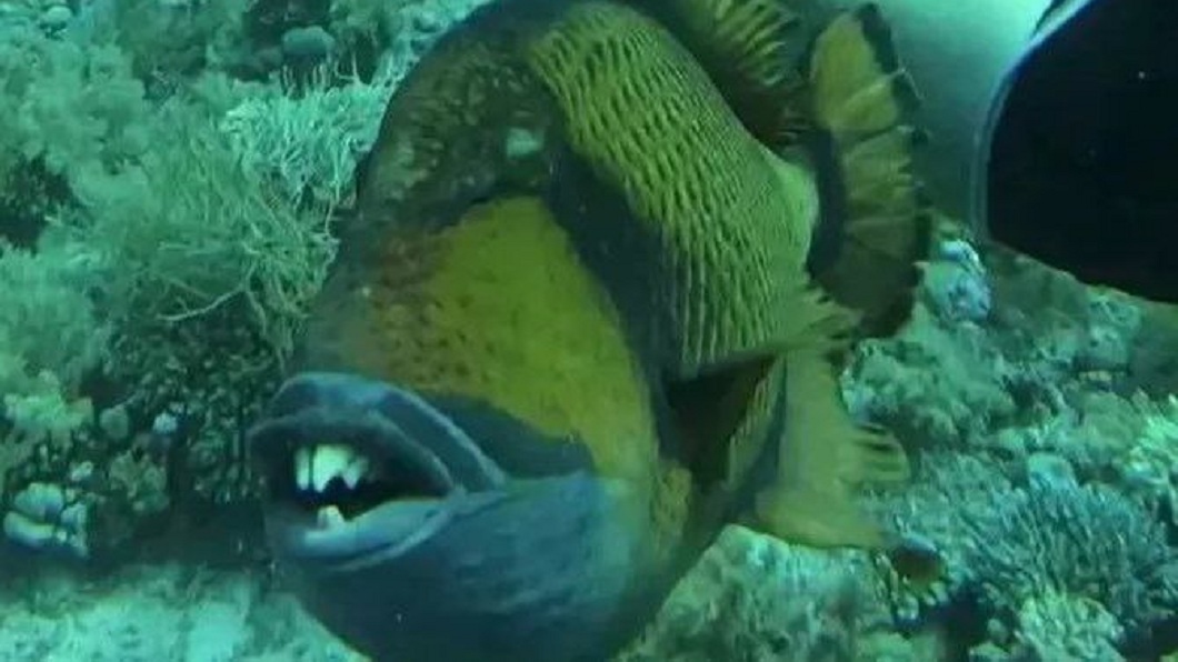 男子到埃及海域潛水時突然遭一隻人面怪魚咬了小腿。（圖／翻攝自IG@marhostedtrips）