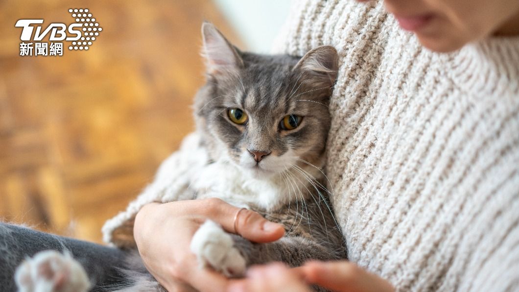 日本一家企業推出「貓咪養到飽訂閱方案」，引起許多愛貓人士強烈反彈。（示意圖／shutterstock 達志影像）