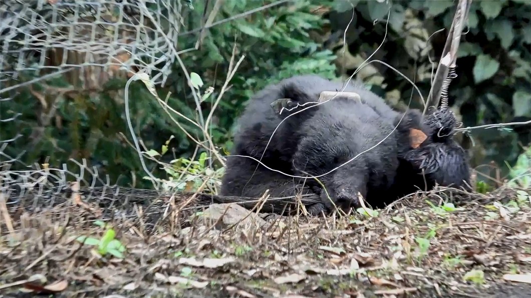 台灣黑熊711去年遭槍殺，今日長眠在大雪山林道 。（圖／林務局提供）