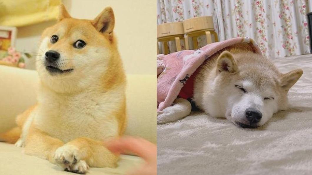 名為「臭橙」的日本柴犬數年前因一張照片在全球爆紅瘋傳，如今卻傳出牠的健康狀況十分危險。（圖／翻攝自Kabosu推特）