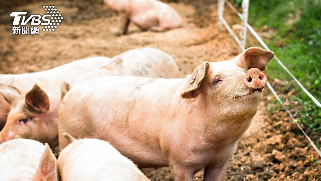農委會發布滅除傳統豬瘟計畫。（示意圖／shutterstock 達志影像）