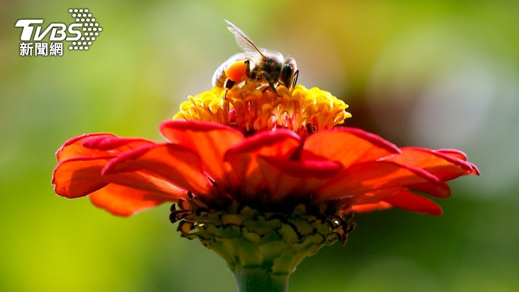 美國農業部批准首款蜜蜂專用疫苗，藉此保護蜂群不受細菌傷害。（圖／達志影像美聯社）