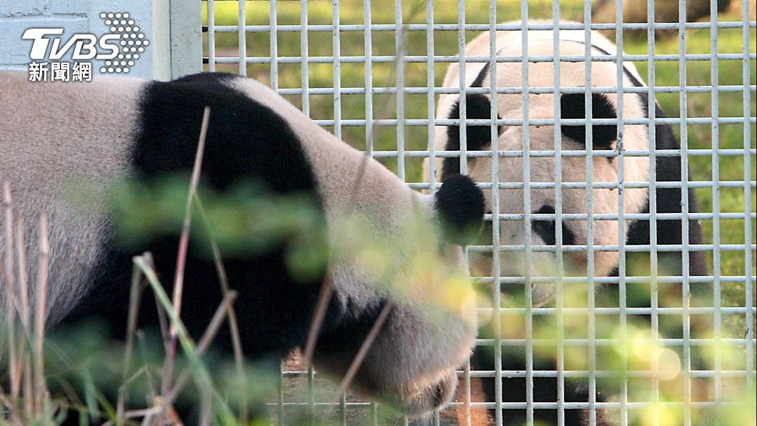 英國愛丁堡動物園向中國租借的大貓熊「陽光」及「甜甜」。（圖／達志影像路透社）