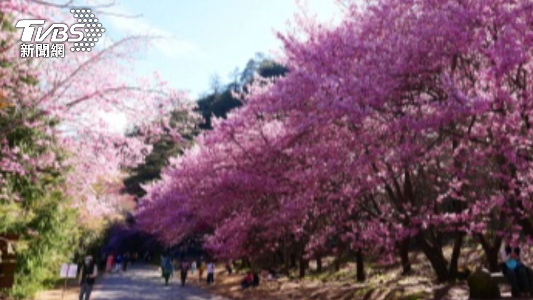 武陵農場櫻花季將在2月7日登場。（圖／公路總局提供）