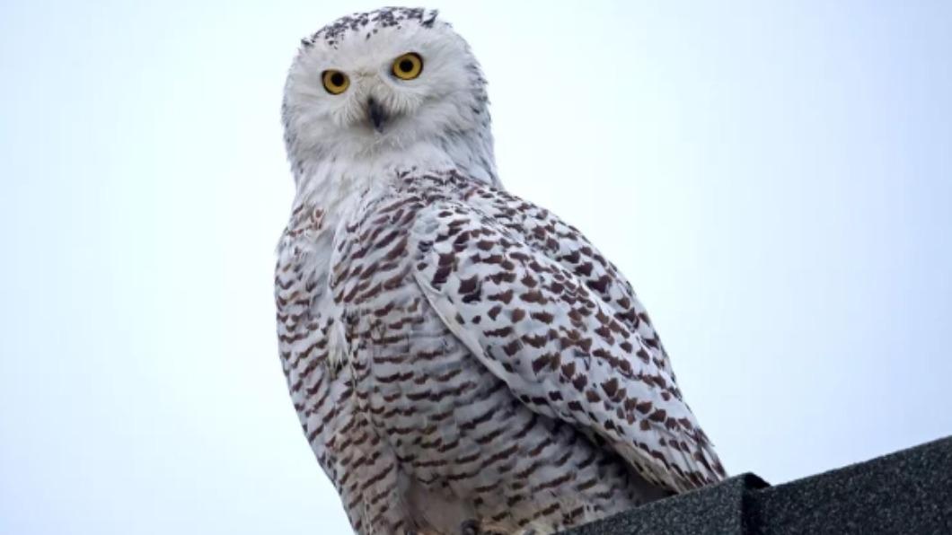 美國南加州橙縣（Orange County）西北部賽普拉斯市（Cypress）一座民宅屋頂，近日出現生活在北極地區的雪鴞（snowy owl）。（圖／翻攝自《people》）