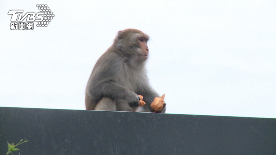 台灣經常發生獼猴搶食問題。（示意圖／TVBS）