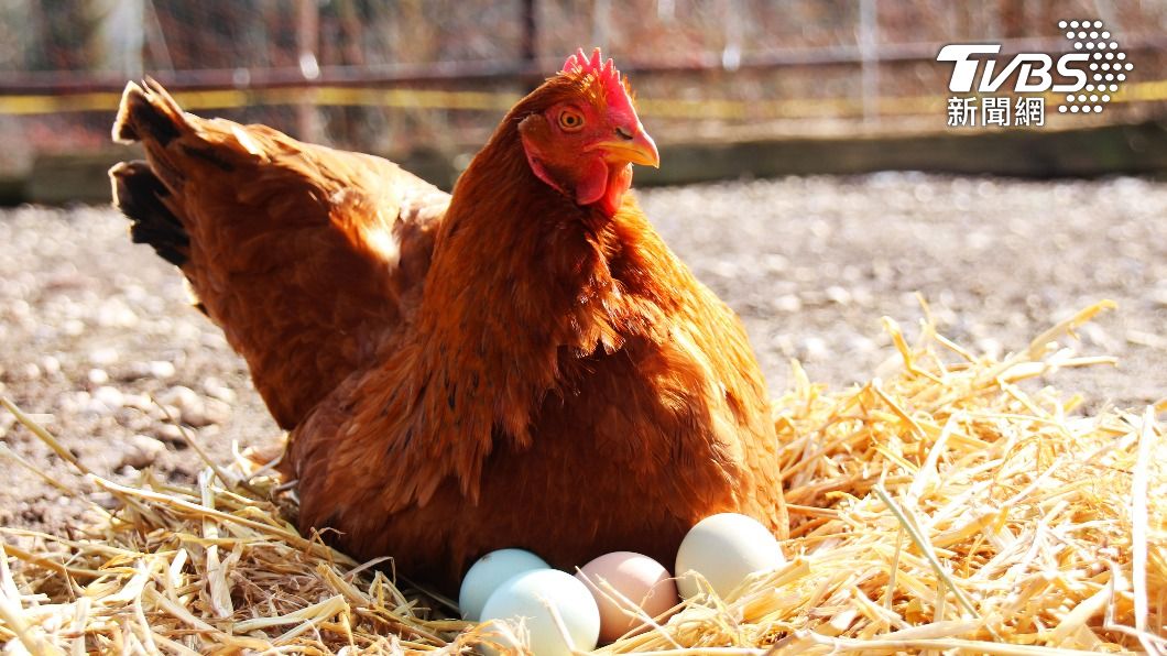 美國禽流感疫情大爆發，不得不撲殺大量家禽，導致雞蛋價格飆升。（示意圖／shutterstock 達志影像）