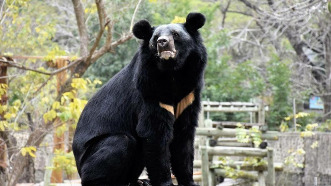 「高雄壽山動物園」開賣春節限定門票。（圖／KKday提供）