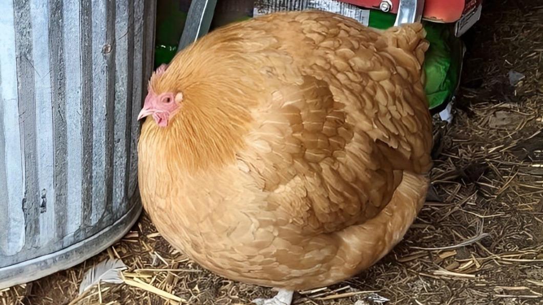 你看過這麼胖的雞嗎？（圖／翻攝自爆廢公社公開版）