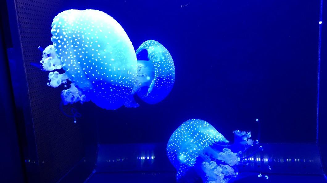位於日本山形縣的「加茂水族館」有許多品種的水母，以此聞名。（圖／翻攝自推特@miyo1234567）