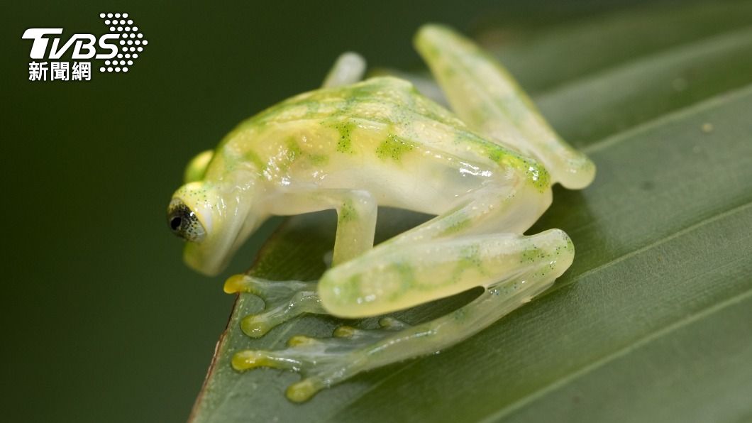 玻璃蛙（Glass Frog），平時身體呈綠色，但在休息時為躲避捕食者，會將皮膚與肌肉組織變透明。（示意圖／shutterstock 達志影像）