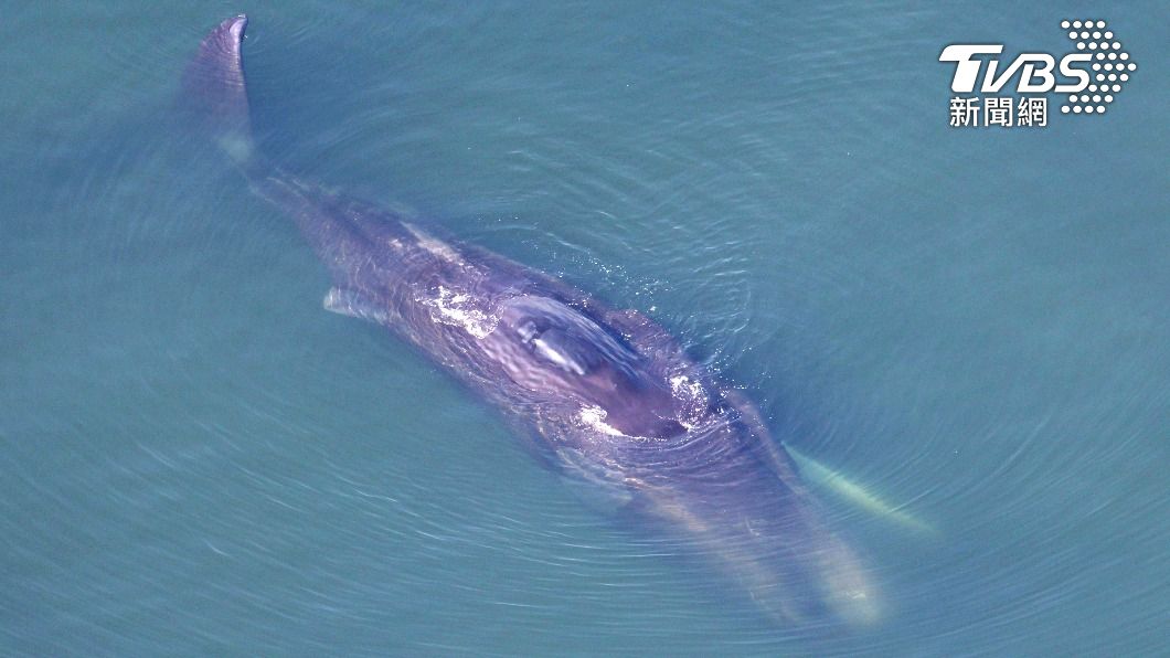 迷路了5天、漂浮在大阪灣淺海的「迷途鯨魚」，今早被確認已死亡。