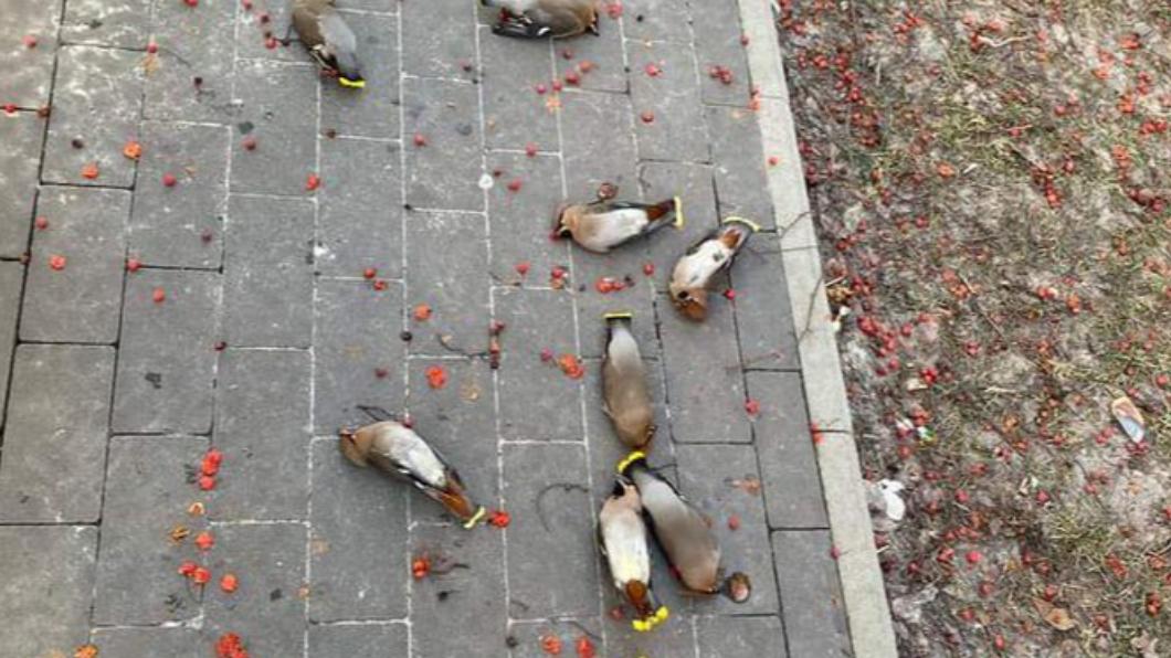 波蘭出現「滿地鳥屍」，全倒在地上一動也不動。（圖／翻攝自Reddit）