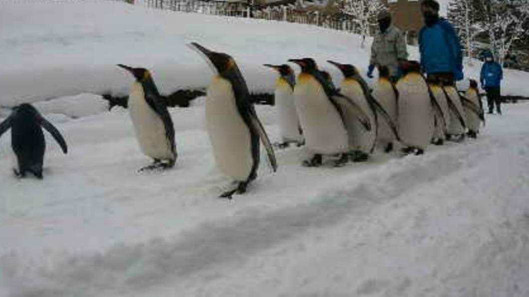 旭川動物園的國王企鵝，一天兩次散步運動練體力。(圖 / TVBS )