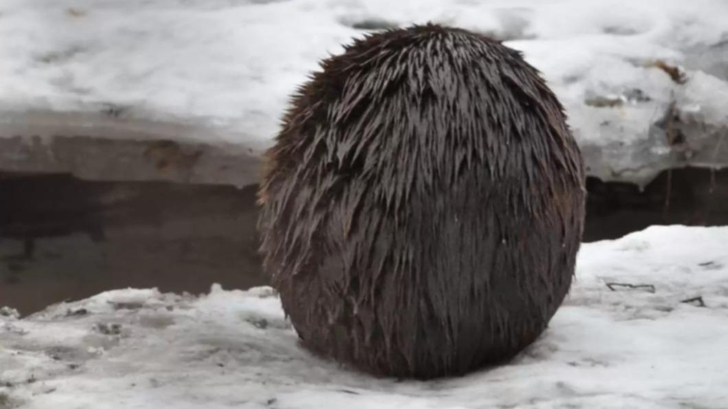 加拿大攝影師博思（Taylor Borth）在雪地裡拍下一隻謎樣生物的背影，外觀呈圓滾滾棕色球狀。（圖／翻攝自《渡渡鳥》）