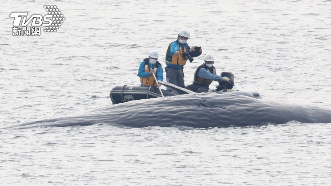 一頭抹香鯨誤入大阪灣後死亡。（圖／達志影像美聯社）