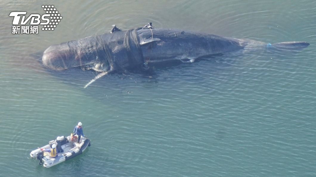 抹香鯨出現在大阪河口後虛弱死亡。（圖／達志影像美聯社）