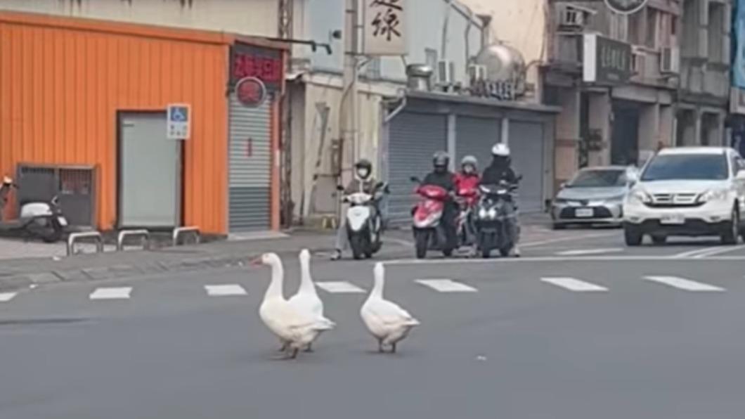 3鵝在新竹的馬路上趴趴走。（圖／翻攝自「新竹爆料公社」臉書）