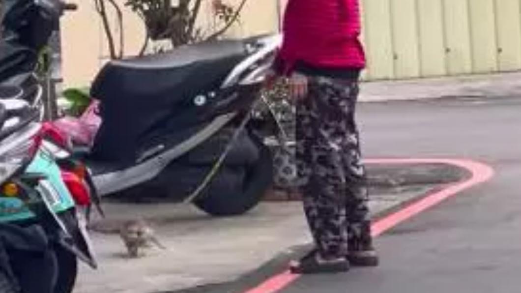 許多當地人都看過婦人牽著狐獴逛街。（圖／翻攝自「新竹爆料公社」）