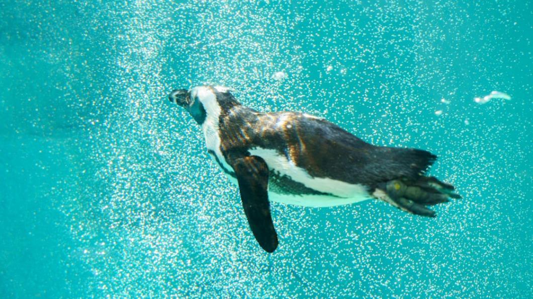 台北市立動物園近來安裝奈米氣泡機，有些黑腳企鵝會故意穿過氣泡。（圖／台北市立動物園提供）