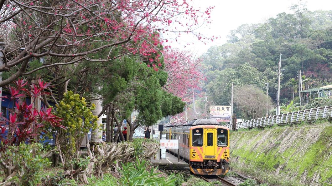 台鐵內灣支線列車行經櫻花樹一景。（圖／新竹縣政府提供）