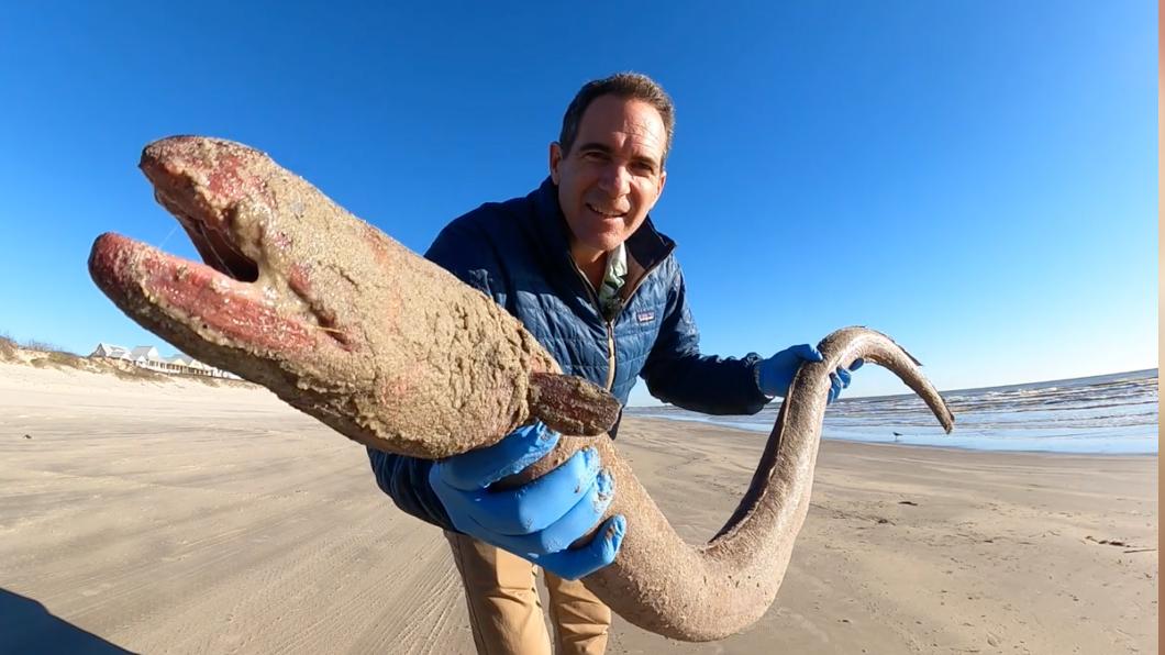 湯諾日前在德州海灘上撿到這隻巨型怪魚。（圖／翻攝自Mission-Aransas Reserve臉書）