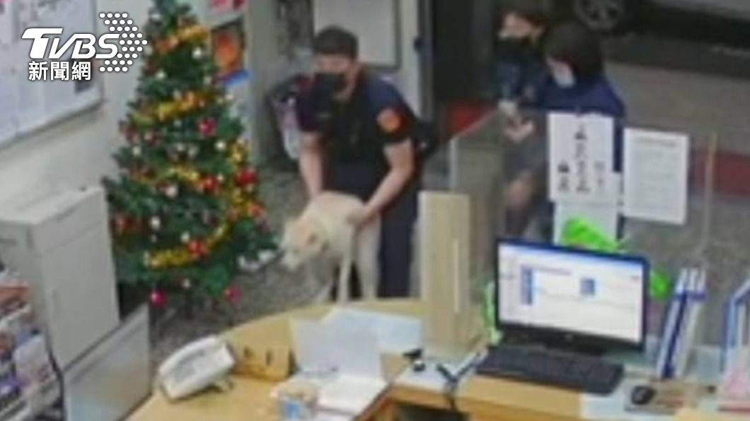 白色柴犬偷溜出門，員警協助找尋飼主。（圖／TVBS）