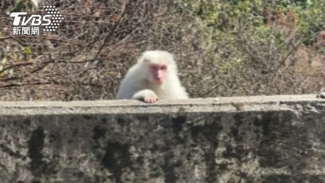 白色獼猴現蹤梨山。（圖／參山國家風景區管理處提供）